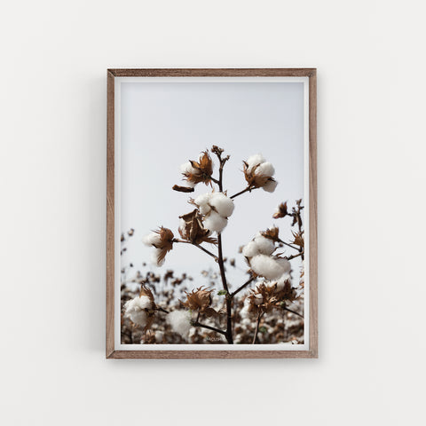 הדפס צילום - Cotton