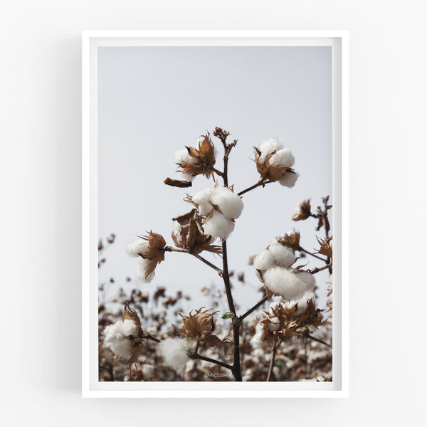 הדפס צילום - Cotton