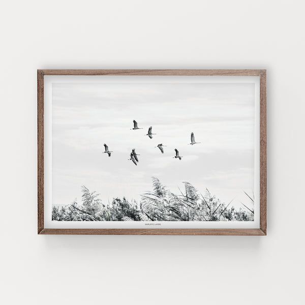 הדפס צילום - Migrating cranes