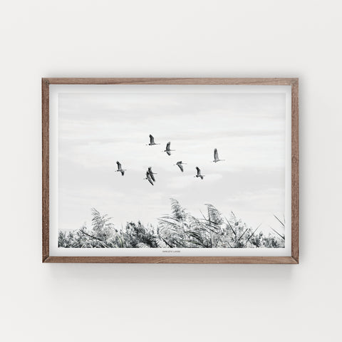 הדפס צילום - Migrating cranes