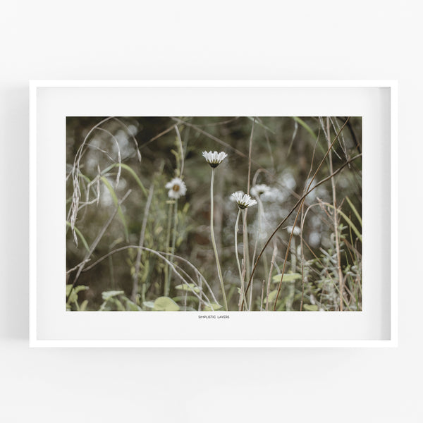 הדפס צילום - Daisy Bloom
