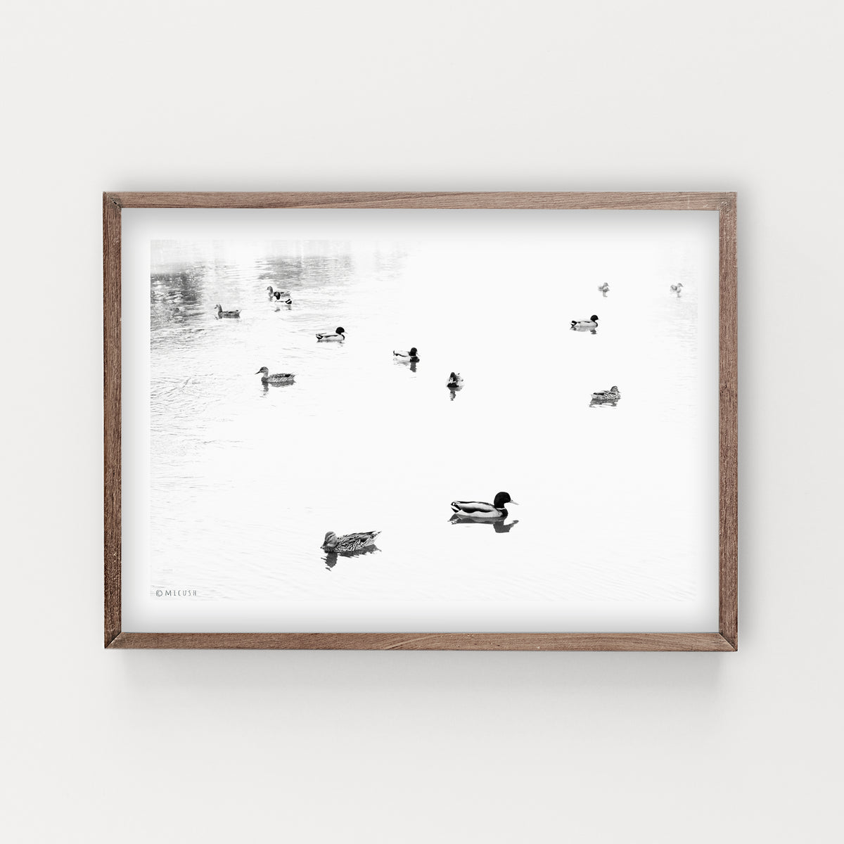 הדפס צילום - Ducks