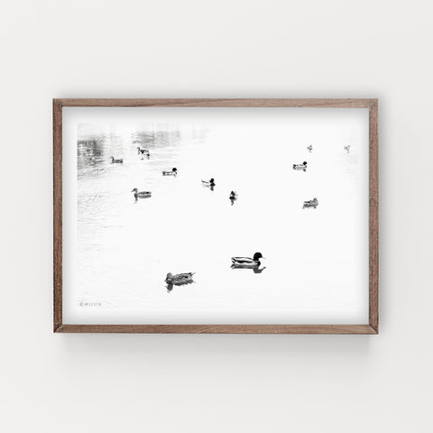 הדפס צילום - Ducks