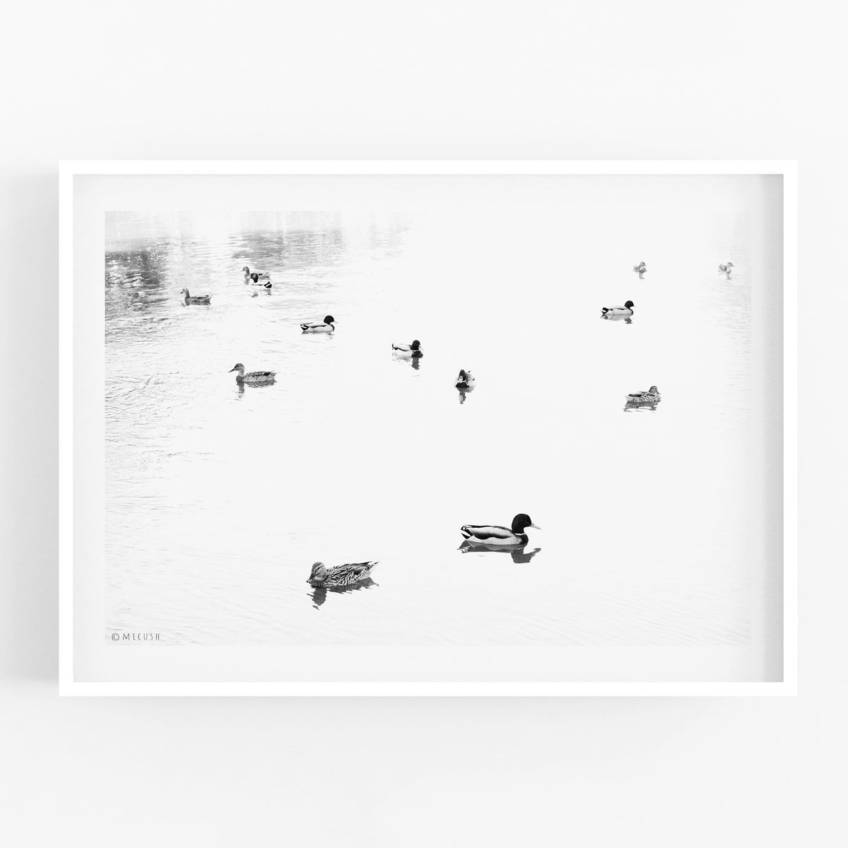 הדפס צילום - Ducks