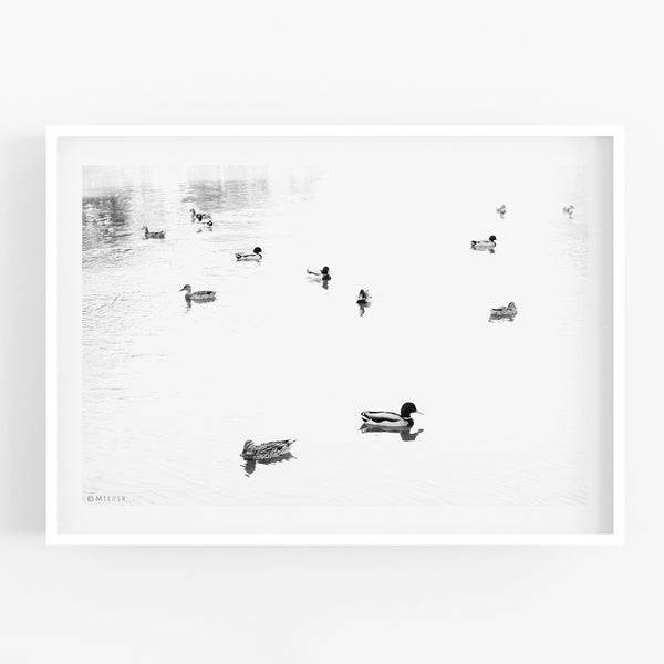 הדפס צילום - Ducks