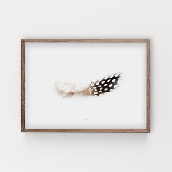 הדפס צילום - Feather