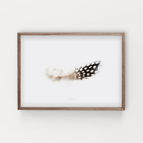 הדפס צילום - Feather