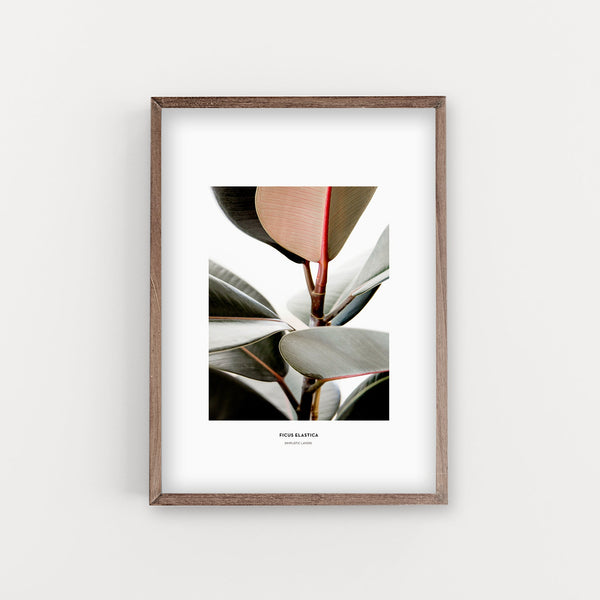 הדפס צילום - Ficus Elastica