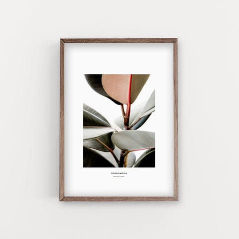 הדפס צילום - Ficus Elastica