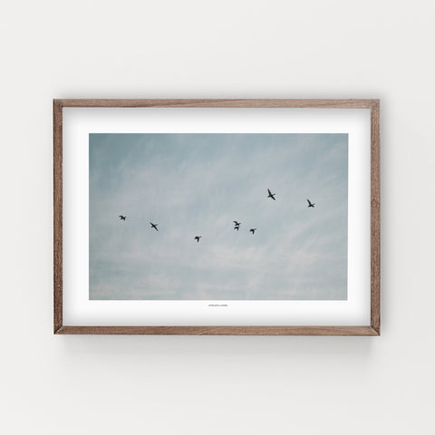 הדפס צילום - Flying Ducks