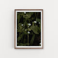 הדפס צילום - Giant Chickweed