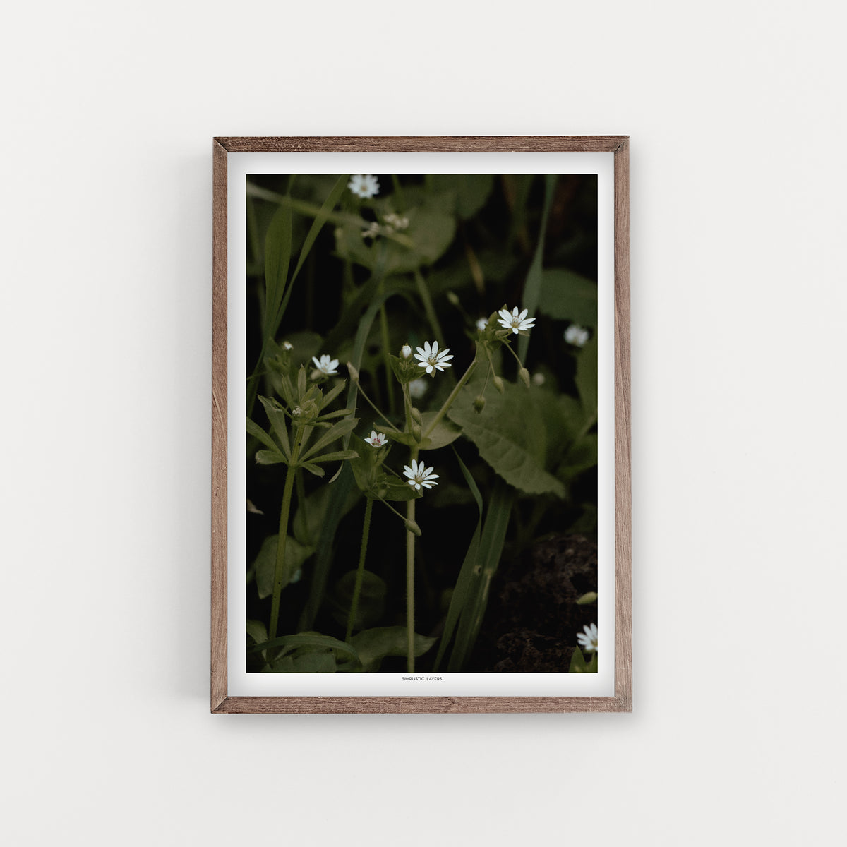 הדפס צילום - Giant Chickweed