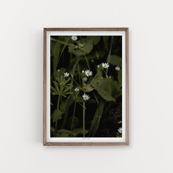 הדפס צילום - Giant Chickweed