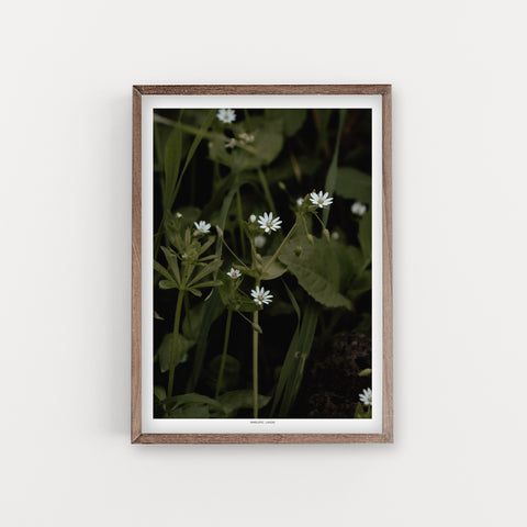 הדפס צילום - Giant Chickweed