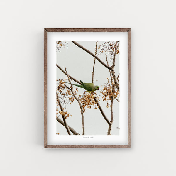 הדפס צילום -  Drara Parrot