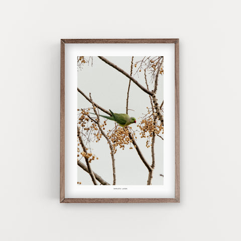 הדפס צילום -  Drara Parrot