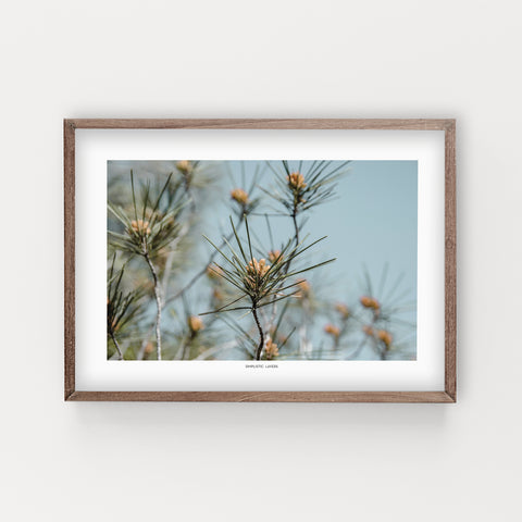 הדפס צילום - Green Pine Tree