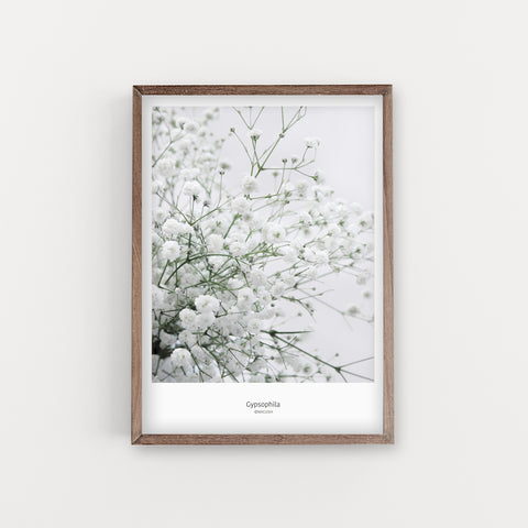 הדפס צילום - Gypsophila