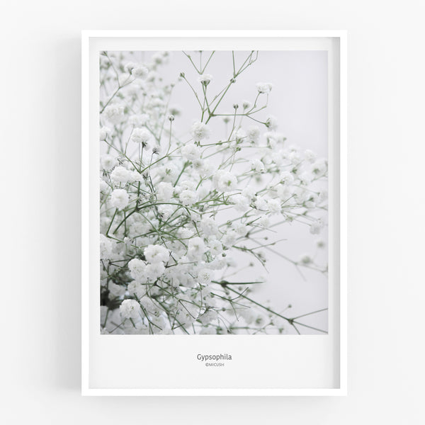 הדפס צילום - Gypsophila