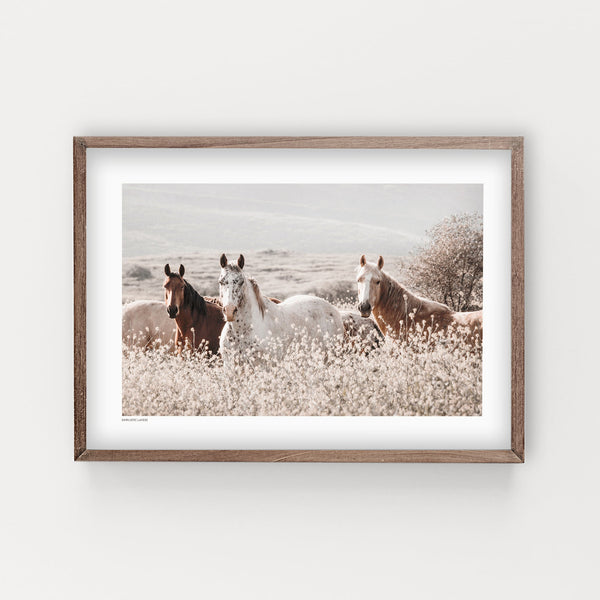 הדפס צילום - Horses