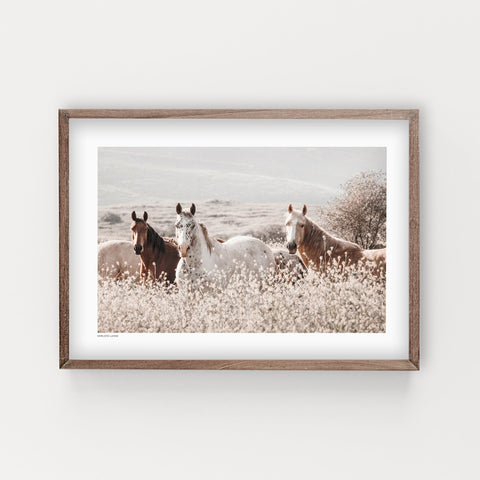 הדפס צילום - Horses