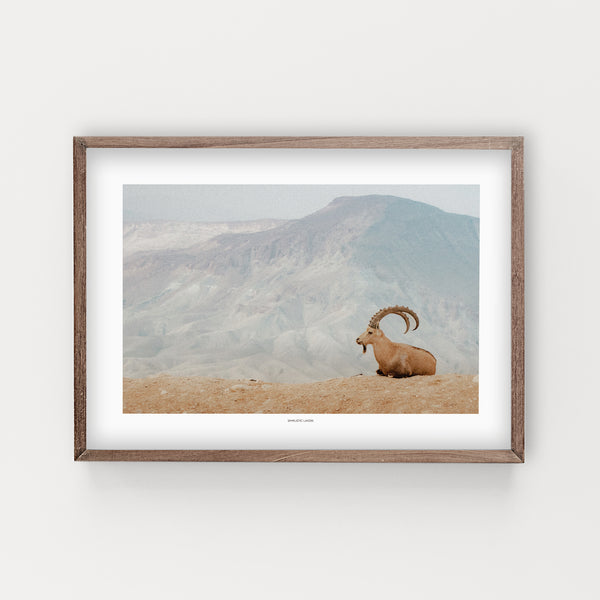 הדפס צילום - Ibex