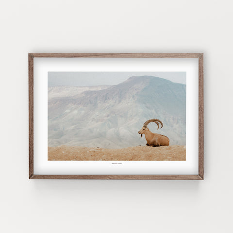 הדפס צילום - Ibex