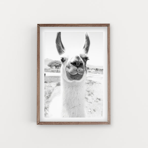 הדפס צילום - Llama