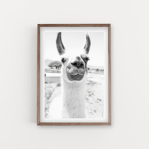 הדפס צילום - Llama