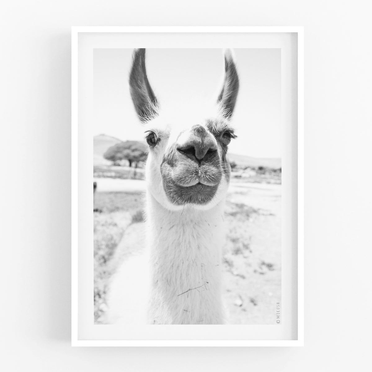 הדפס צילום - Llama