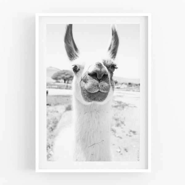 הדפס צילום - Llama