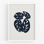 הדפס - Botanical silhouette - Monstera Obliqua Leaf