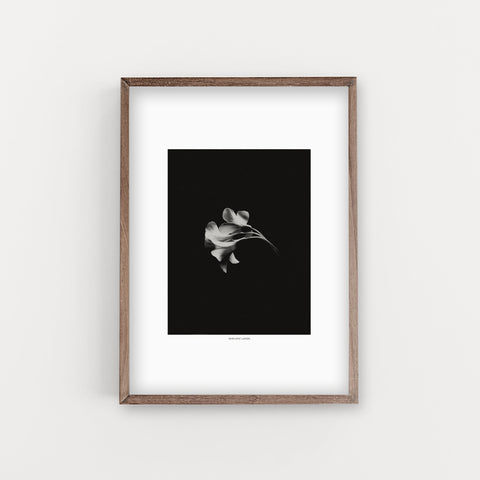 הדפס צילום - Black Bloom Negative