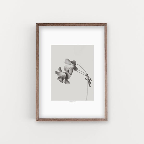 הדפס צילום - Grey Bloom Negative