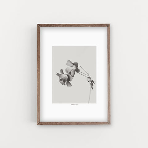 הדפס צילום - Grey Bloom Negative