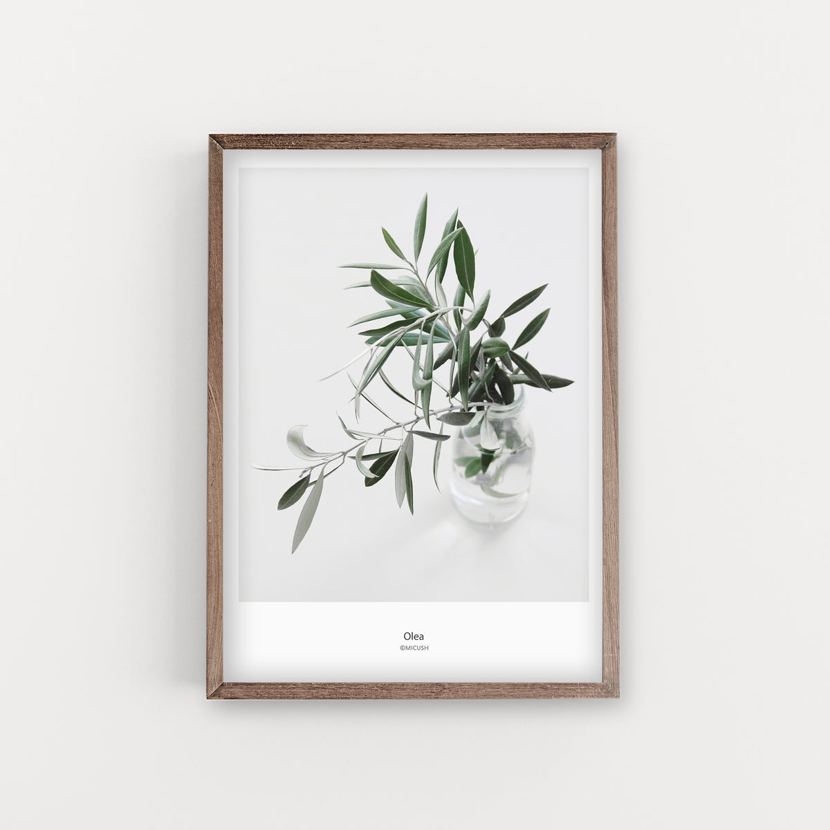 הדפס צילום - Olea