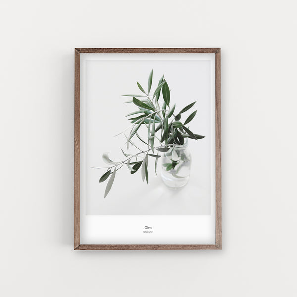 הדפס צילום - Olea