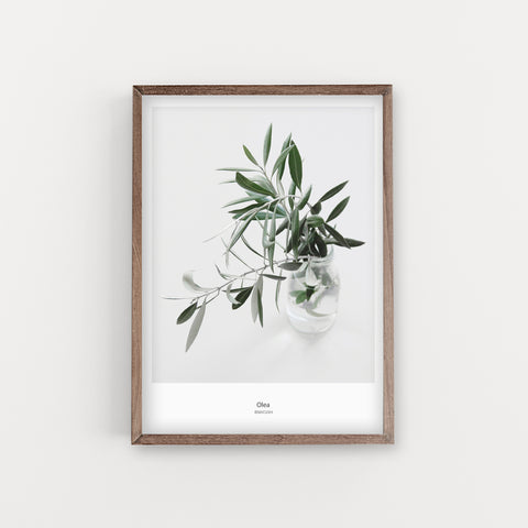 הדפס צילום - Olea