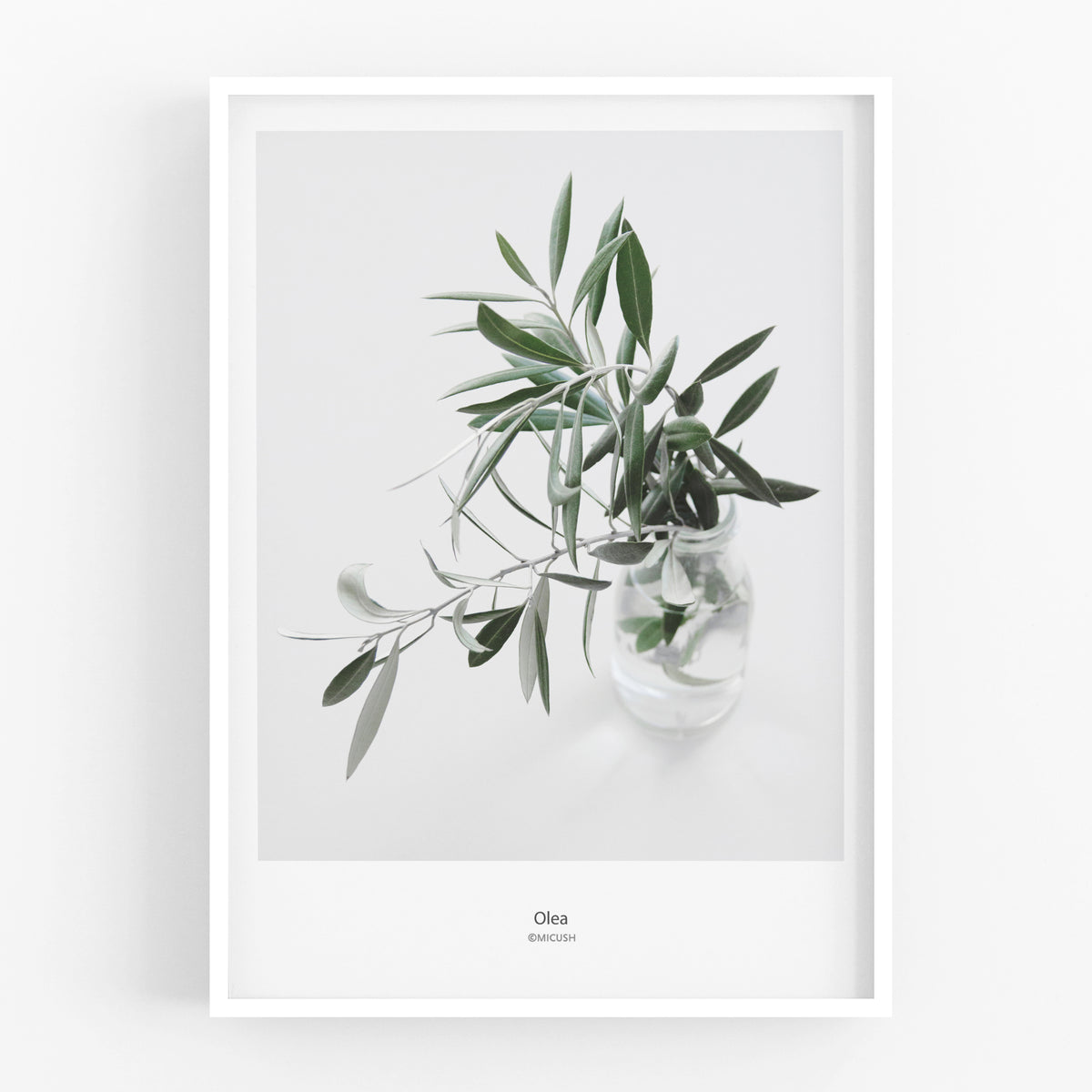 הדפס צילום - Olea