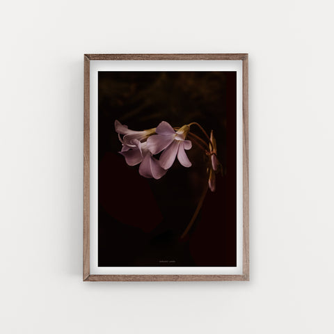 הדפס צילום - OXALIS FLOWER