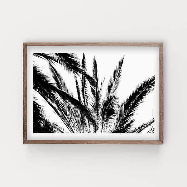 הדפס צילום - Palm No.1