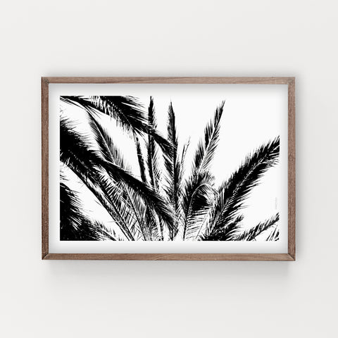 הדפס צילום - Palm No.1