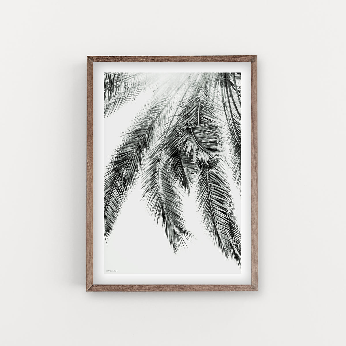 הדפס צילום - Palm No.2