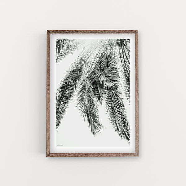 הדפס צילום - Palm No.2