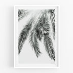 הדפס צילום - Palm No.2