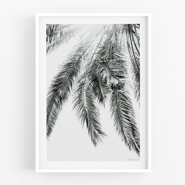 הדפס צילום - Palm No.2