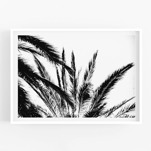 הדפס צילום - Palm No.1