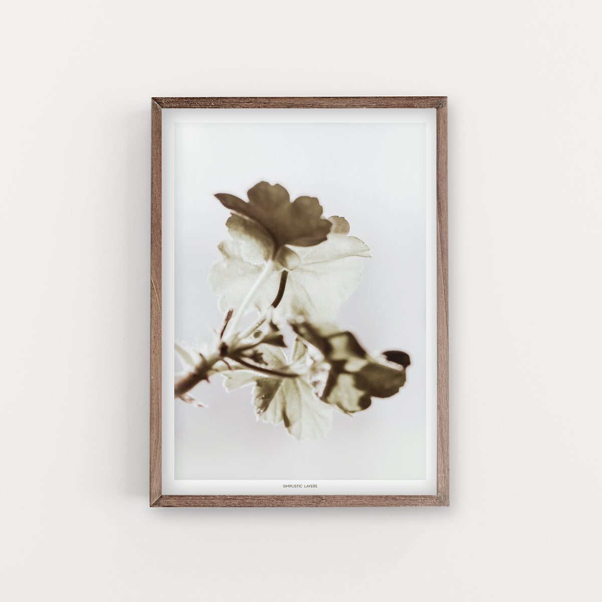 הדפס צילום - Pelargonium