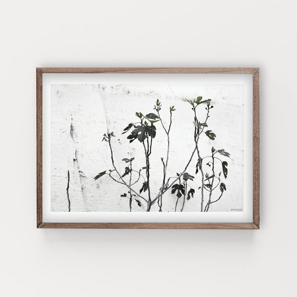 הדפס צילום - Fig Tree