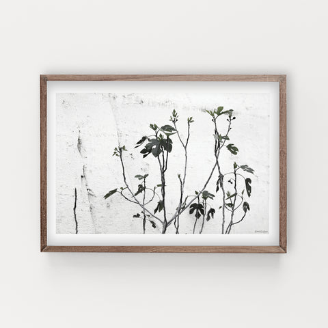 הדפס צילום - Fig Tree